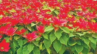 表示爱你一生一世的句子 我爱你一辈子句子(精选37句)