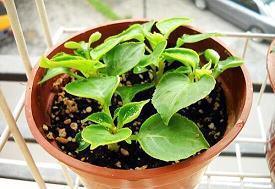 2020经典句子句句穿心 人生不必求全责备