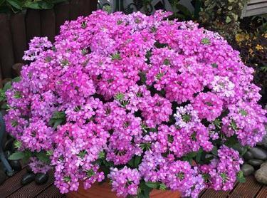 2.14情人节唯美说说文案大全