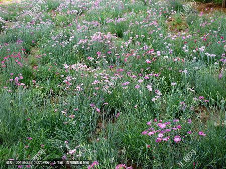 明明很想念却又怕打扰 想念却不敢打扰的诗句