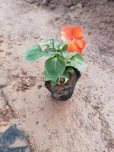 晚安发圈正能量的句子摘录26句