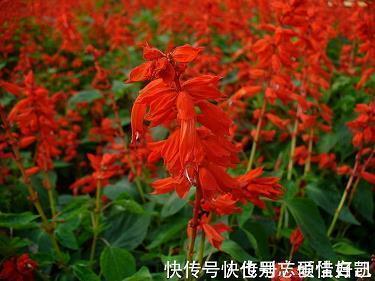 致敬劳动节的心情说说大全汇总77句