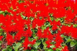 每日晚安微语正能量短句收集25句