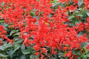 2022年第一场雪的心情说说(精选64句)