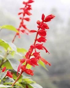 2021暖心的春节祝福语趣味短信