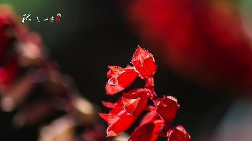 清晨心语适合早上发的正能量短句收集22句