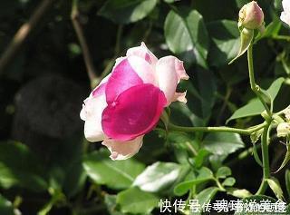 祝您每天开心的句子