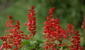 绿山墙安妮好词好句(精选69句)