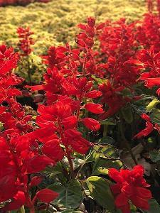 简短的圣诞贺卡祝福语经典文案