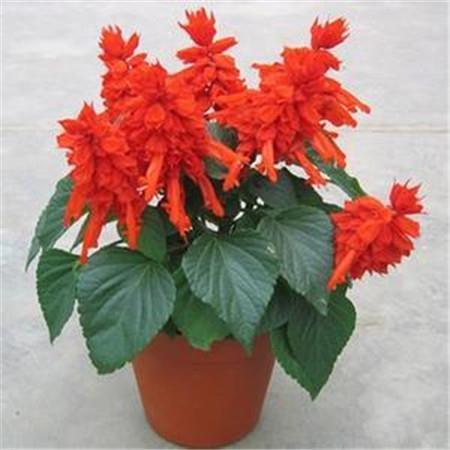 母亲节怀念母亲到心碎的句子30句