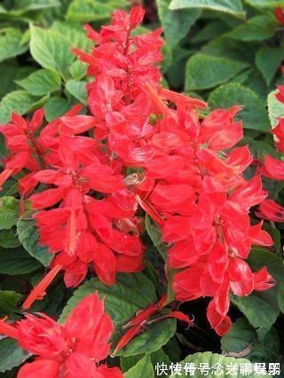 中考百日誓师大会冲刺誓词