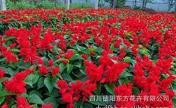 烦人的句子说说心情短语(精选22句)