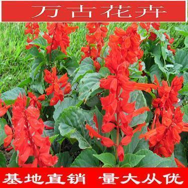 适合七夕表白的句子浪漫(精选47句)