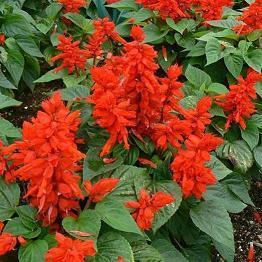 适合朋友圈晚安心语的经典语句精选34句