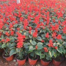 秋天开心出游的句子