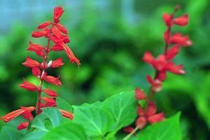 看银杏叶的心情说说发朋友圈(精选42句)