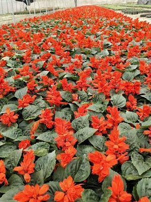 对另一半说的暖心情话 对另一半的美好句子(精选48句)