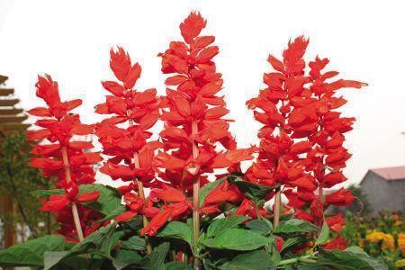 素雅好听的英语唯美句子15句