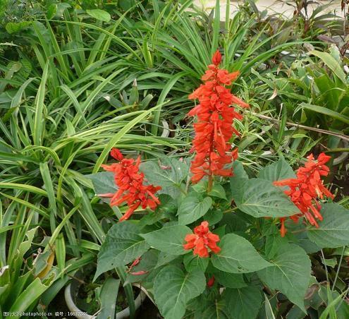 表达爱意的句子发朋友圈