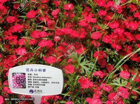 感到心痛的伤感句子
