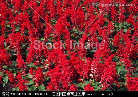 关于星星和月亮的诗句,优美句子(精选75句)