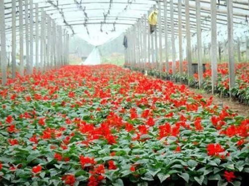 用彬彬有礼造句 彬彬有礼的反义词