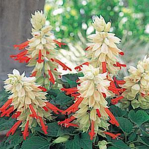 睡前发朋友圈一句话 晚安说说正能量摘录25句