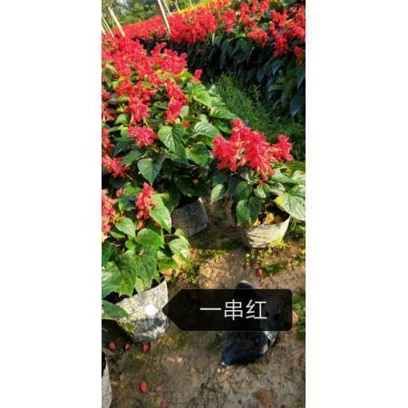 形容少年的开心的句子