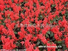 qq说说文艺范心情短语