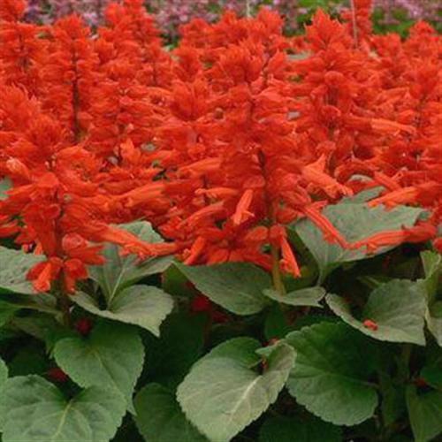 【精选】早安充满正能量励志语 早安心语简单一句话汇编82句