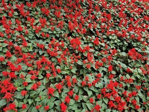 用终于写句子二年级合集31句