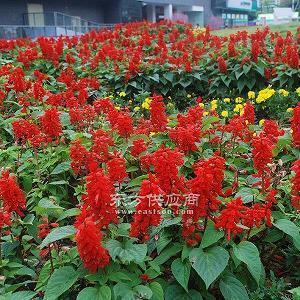 最新祝谷雨快乐的唯美句子79句