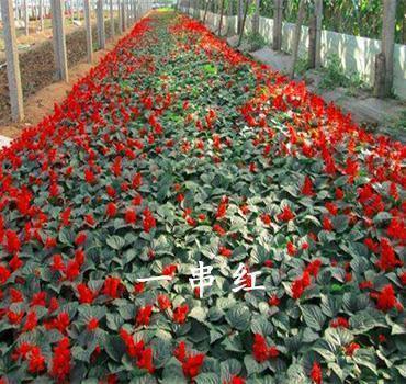 高考最后冲刺励志句子简短合集51句