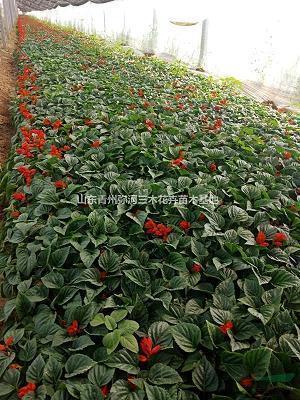 表示自己单身的句子