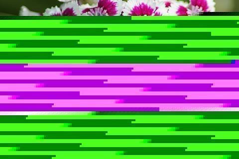 抒情唯美的散文句子摘抄推荐53句