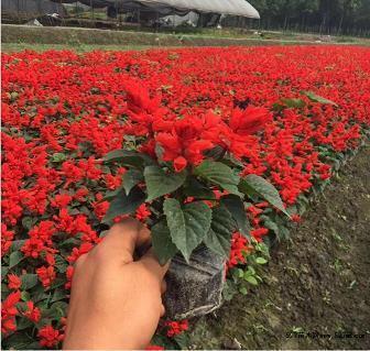 虎年祝福语2022最火 2022年虎年吉祥话