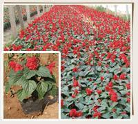 激励成功的句子的人生格言精选90句