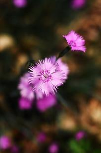 唯美晚安说说短句子 2021全新的晚安句子汇总33句