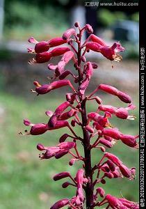 用举世闻名造句大全 举世闻名怎么造句