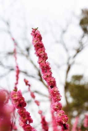 有关2021护士节祝福的经典句子精选87句