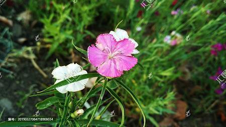 我经常发朋友圈刷屏的句子(精选32句)