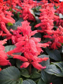 芒种发朋友圈的创意文案句子合集74句