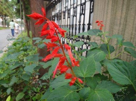 语文课表扬学生的话