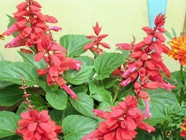 西安关于疫情正能量句子励志短句子(精选49句)