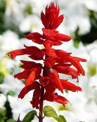 安慰女朋友的话82句