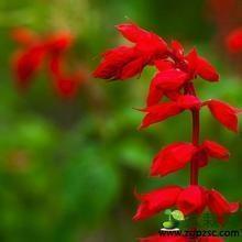 沉痛悼念一路走好句子(精选44句)