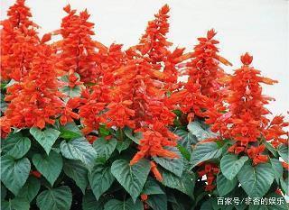 重阳节最火的简短文案(精选99句)