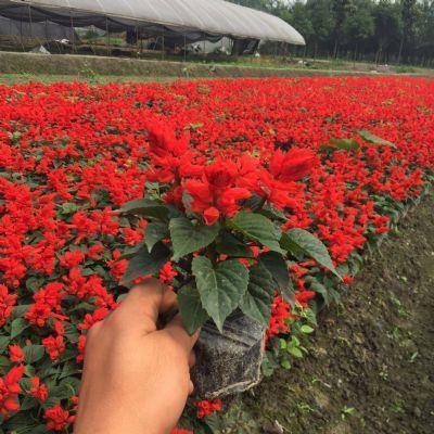 网红句子简短可爱汇总46句