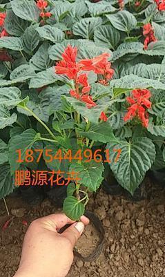 立夏节气早安撩人情话 早安暖心话短句2021汇总80句