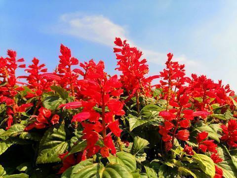 风景很美的心情说说 朋友圈晒风景的句子(精选50句)